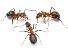 蚂蚁防治